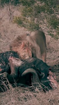 Majestic Male Lion Feeding &ndash; Apex Predator in Natural Hunting Aftermath, 4K