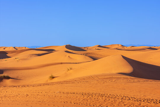 View of vast golden sand dunes of Erg Chebbi under a clear blue sky with subtle tire tracks and desert shrubs Merzouga, Draa-Tafilalet, Morocco.