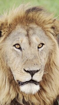 Close Up Male Lion Face with Intense Eyes &ndash; Wild Predator, Safari Wildlife Cinematic Shot
