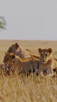 Lion Pride Resting Calmly &ndash; Lioness with Group in African Safari, Cinematic Wildlife Shot