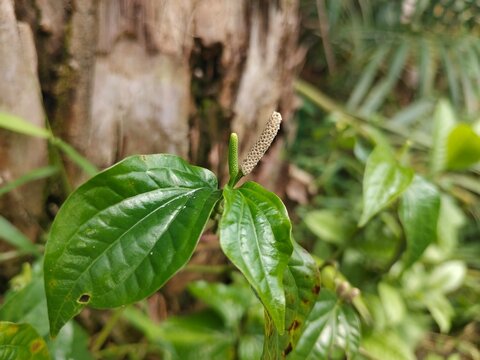 Wild Long Pepper Plant with Green Leaves and Spadix Flower in Tropical Rainforest