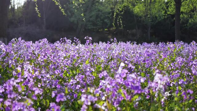 Orychophragmus violaceus in full bloom in the spring park