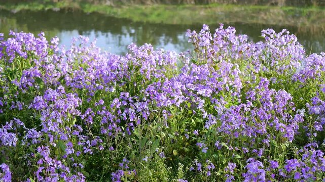 Orychophragmus violaceus in full bloom in the spring park