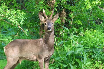 Roe Deer Buck - Watching © Carnie