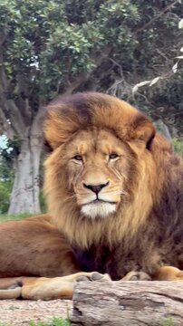 Dominant Male Lion Portrait Close Up &ndash; Powerful King of the Jungle, Dramatic Wildlife 4K