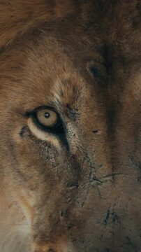 Extreme Close Up Lion Eyes &ndash; Majestic Male Predator, African Wildlife Cinematic Detail