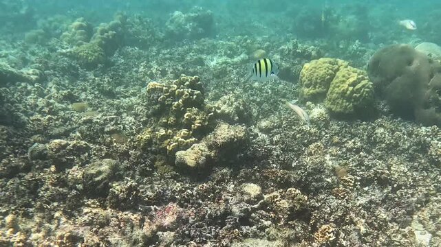 Beautiful sergeant major damsel fish Abudefduf saxatilis swims around coral reef along seabed