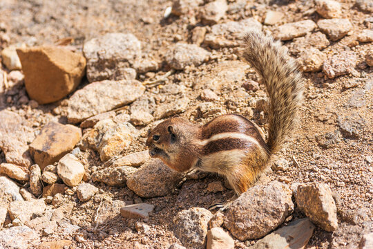View of a Barbary ground squirrel eating while perched on rocky terrain under bright sunlight in Lanzarote, Canarias, Spain.