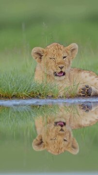Cute Lion Cub Sitting Relaxed &ndash; Baby Lion in Peaceful Wildlife Scene, 4K