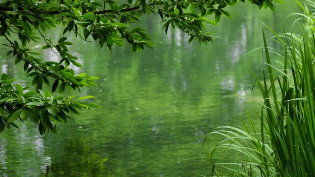 Green pond with tree branches and tall grasses