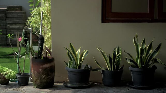 A serene medium close-up shot of assorted ornamental plants in pots, filmed in a backyard during the warm late afternoon light. The camera gently pans from right to left