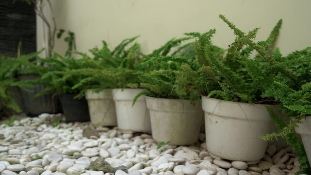 A close-up shot of lush tropical ornamental plants lined up in pots on a white natural stone surface. Captured with a slow right-to-left pan, the leaves softly move with the wind