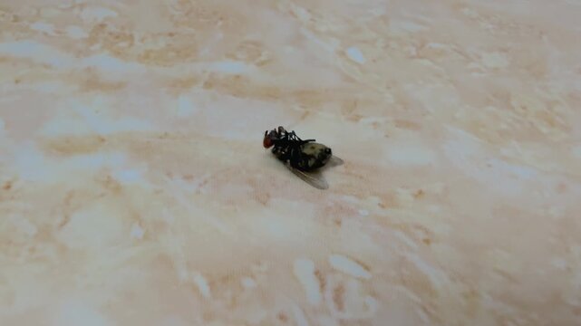 Dying housefly on the floor close-up 