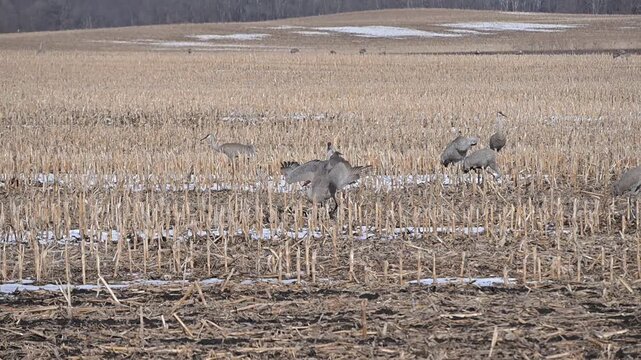 Sandhill Cranes in Muddy Field