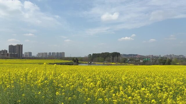 A calm 4K ground-level or low-altitude shot of a small village pond and simple houses nestled within an ocean of vibrant yellow canola fields, with the city far in the background.