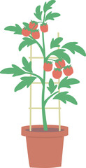Fototapeta premium ミニトマトの鉢植えのイラスト