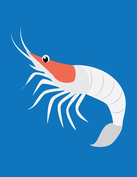Krills are crustaceans, making them relatives of shrimp, crabs, and lobsters. They are a cornerstone of the marine food web, serving as the main food source for whales, seals, penguins, and seabirds.