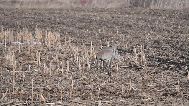Sandhill Cranes in Muddy Field