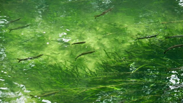 Fish swimming among aquatic plants in green water
