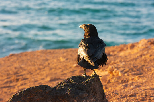 View of a black raven perched on a volcanic rock overlooking the turquoise ocean waves and reddish sandy coastline during golden hour Lanzarote, Canarias, Spain.