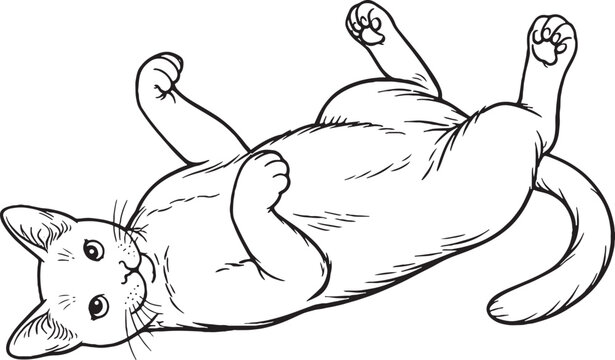Korat cat lying belly up line art black and white playful relaxed feline illustration isolated