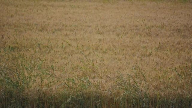 Broad view of a wheat field covered with ripening golden crops, with subtle variations in texture and color under soft natural daylight in a rural landscape.