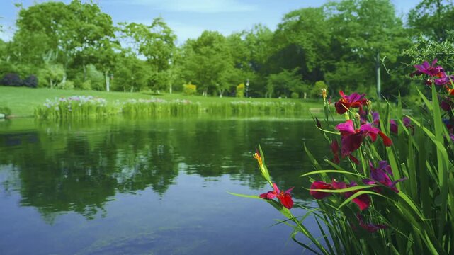 Red and Purple Flowers by Calm Pond with Tree Reflections