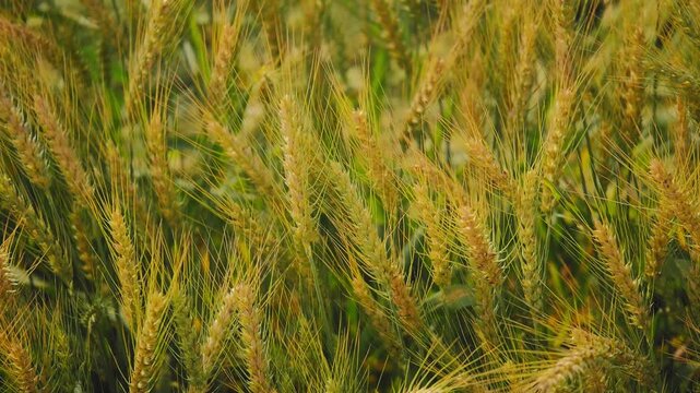 Close-up of ripe wheat heads gently swaying in the wind, with golden spikes and fine awns creating a soft textured pattern across the field under warm natural light.