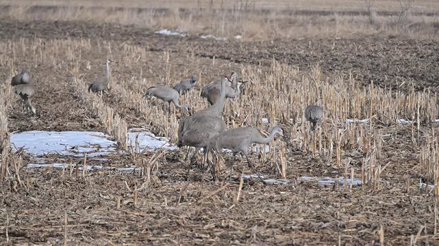 Sandhill Cranes in Muddy Field