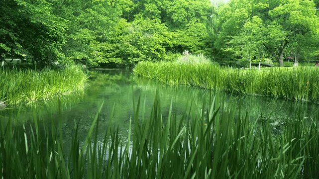 Lush green forest by calm waterway