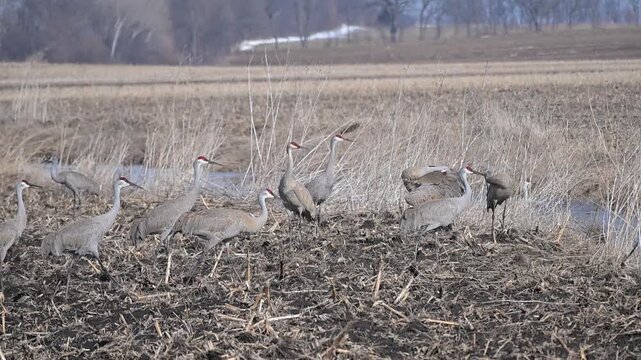Sandhill Cranes in Muddy Field