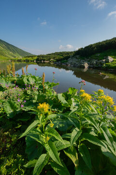 View of Bystre pleso mountain lake with yellow wildflowers and green slopes in the Low Tatras National Park Liptovsky Mikulas, Zilinsky kraj, Slovakia.