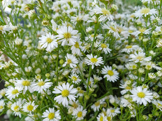 Fototapeta premium Beautiful blooming white cutter flowers with yellow centers in a lush green garden background.