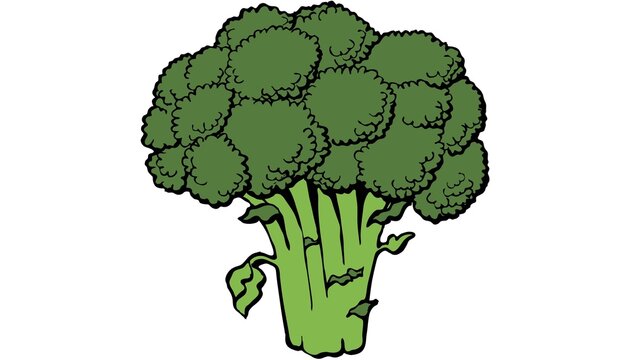 broccoli vector illustration