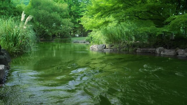 Serene green pond with trees and reeds