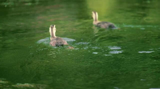 Two Ducks Swimming in a Green Pond
