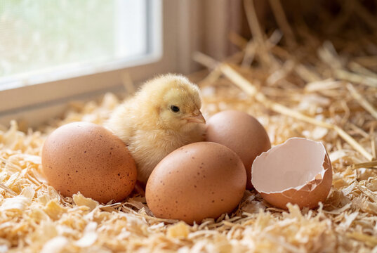 Newborn yellow chick sitting with brown eggs and a hatched shell in a nest of straw