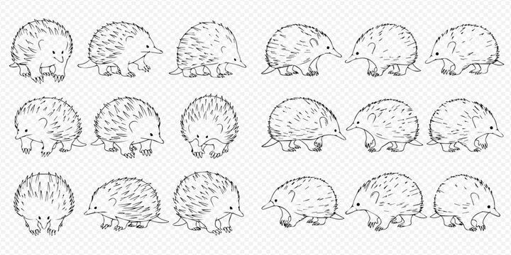 Set of cute echidna illustrations in various poses, hand-drawn sketch style, isolated on transparent background.