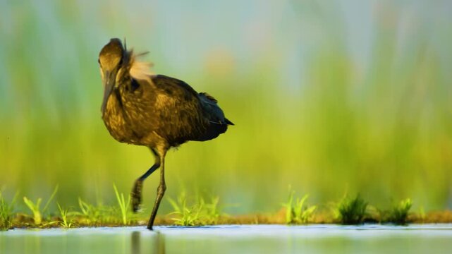 Close up of a hamerkop (Scopus umbretta) Bird foraging with wet feathers. South Africa