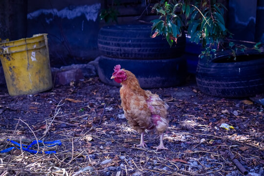 free range chocken in rustic backyard farm environment