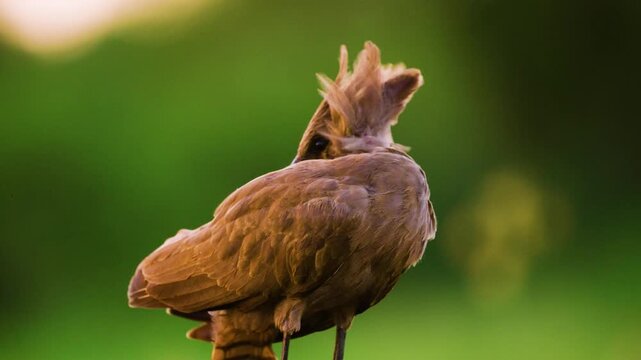 Close up of a hamerkop (Scopus umbretta) Preening his feathers.
