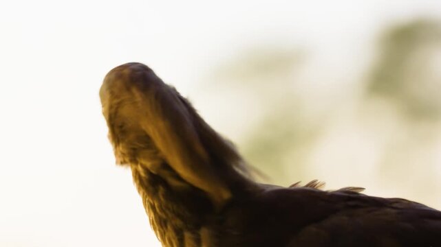 An epic footage of a Hamerkop (Scopus umbretta) primping his feathers.