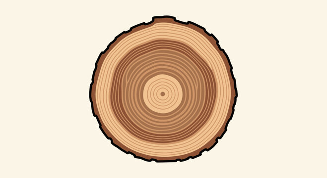 Tree Ring Cross Section - Annual Growth Cycles