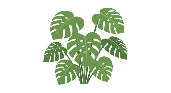 Monstera Deliciosa Plant, Swiss Cheese Plant, Tropical Green Leaves, Isolated