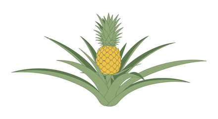Obraz premium Ripe Pineapple Growing on Plant with Green Leaves, Tropical Fruit Illustration