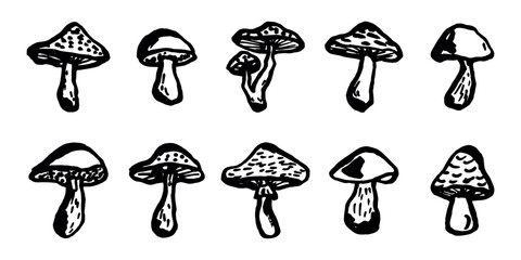 Hand drawn mushroom doodle set Botanical illustration Cute autumn mushroom Healthy eco food Organic vegetarian food For stickers, greeting card, design, print, packaging, decor, kids books © Daria Shane