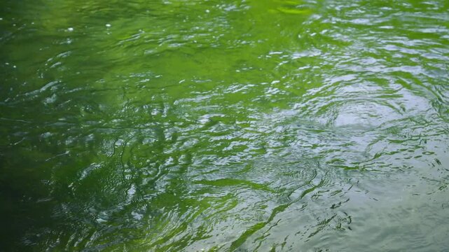 Green water surface with gentle ripples