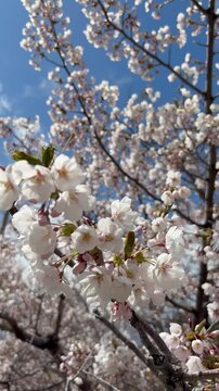 Slider shot from Yoshino cherry trees in full bloom to the sun in the blue sky