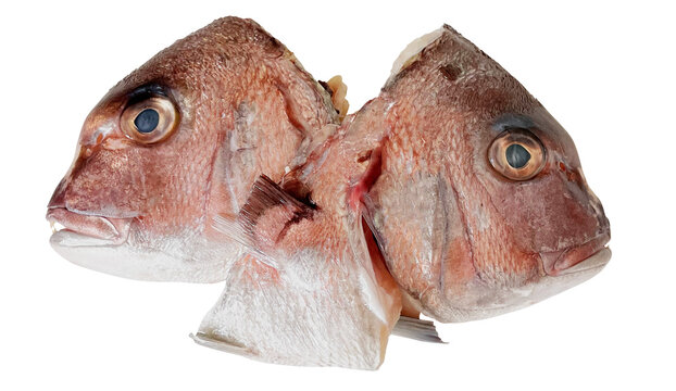 チダイの頭 2個セット。新鮮な鯛の切り抜き、和食・煮付けの食材素材 (Chidai sea bream heads isolated. Fresh fish for Japanese cuisine)