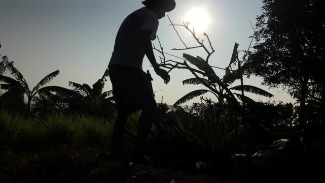 old man is clearing debris from tree branches to prepare firewood in a rural settlement, silhouetted against the sky.